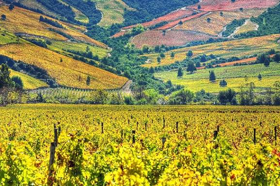 discover-the-best-wine-regions-in-chile-this-year-chile-travel-guide