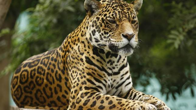 Top 10 Animals of Peru - CHILE TRAVEL GUIDE